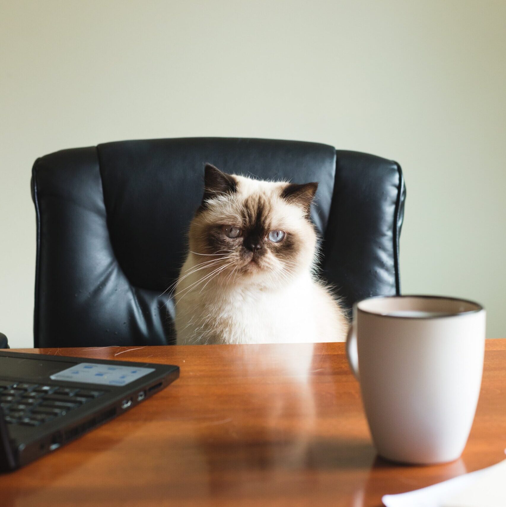 ceo_cat_v